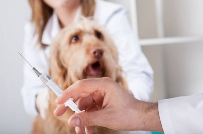 Бесплатная вакцинация домашних кошек и собак против бешенства пройдет в Трехгорном 17 и 30 марта