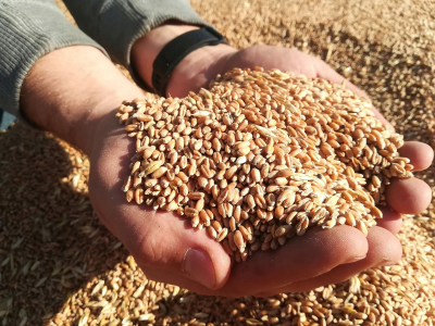 Закупки зерна в интервенционный госфонд начнутся 11 декабря