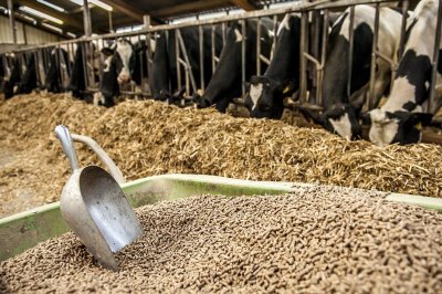 Россельхознадзор: отечественные корма для домашних животных занимают 98% рынка в России