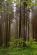 Извещение о не состоявшемся аукционе по продаже права на заключение договора купли-продажи лесных насаждений